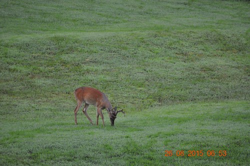playing male grass fun deer buck