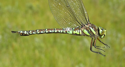 insect dragonfly darner odonata anisoptera aeshnidae aeshnajuncea sedgedarner