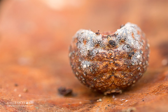 Roly poly orb weaver (Xylethrus scrupeus) - DSC_4485
