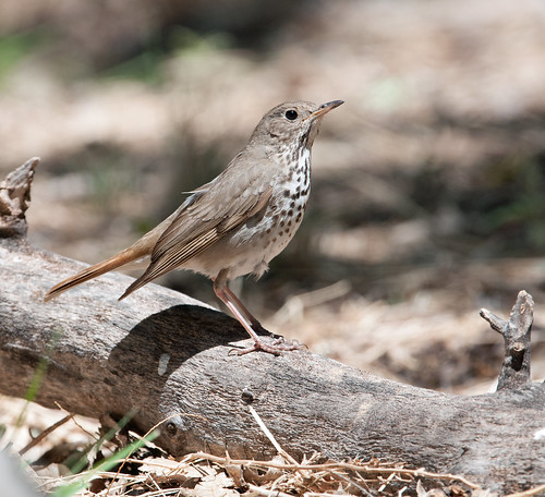 newmexico birds birding thrush landbird melrosetrap