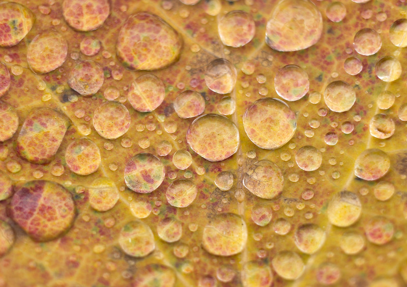 Water Droplets on Autumn Leaf