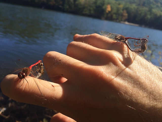 Autumn Meadowhawk pairs, a type of dragonfly, land on hand at Douthat State Park, Virginia