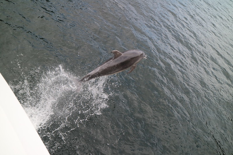 Dolphin!