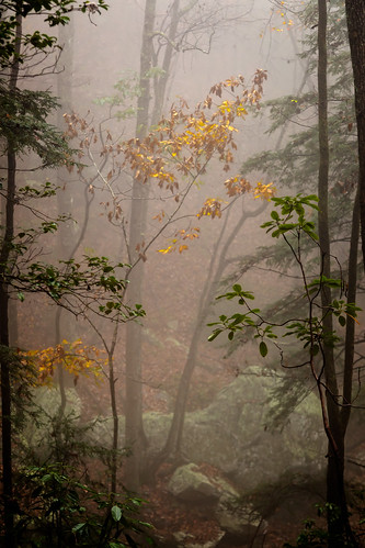 autumn trees mist color fog georgia us rocks unitedstates 2015 risingfawn cloudlandcanyonstatepark