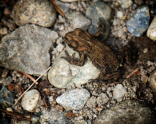 toad westerntoad