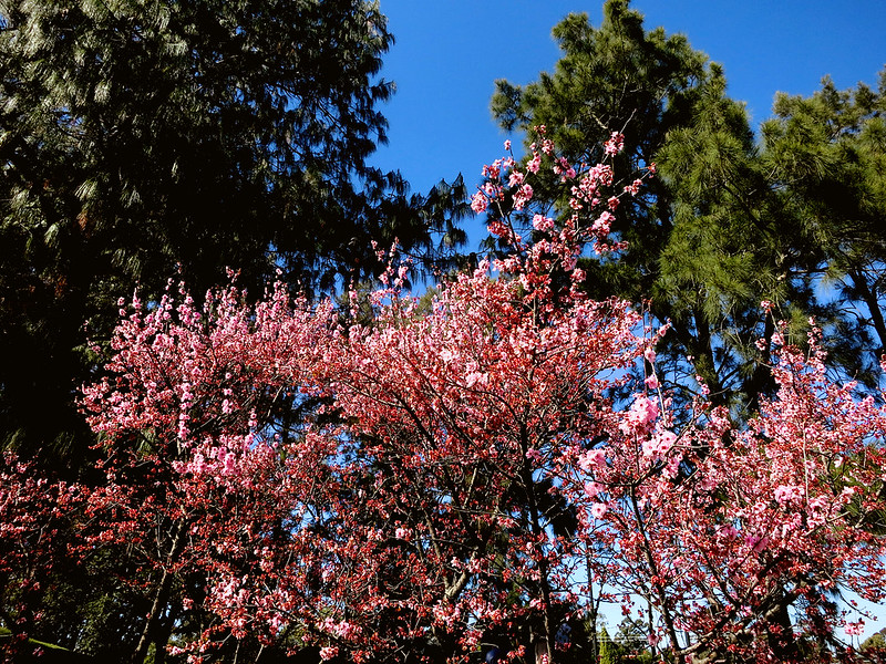 Cherry Blossoms Festival - Auburn 2015