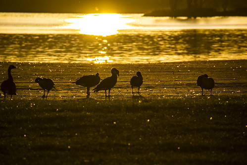 morning sun reflection nature birds silhouette sunrise geese nikon earlymorning goose 365 sunreflection petrie petrieisland 365dayproject d3100 nikond3100 d3100nikon sunriseatpetrieisland
