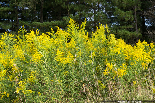 statepark morning autumn trees green fall yellow illinois goldenrod september augusta wildflowers prairie blooming kevinpalmer tamron1750mmf28 weinbergking pentaxk5