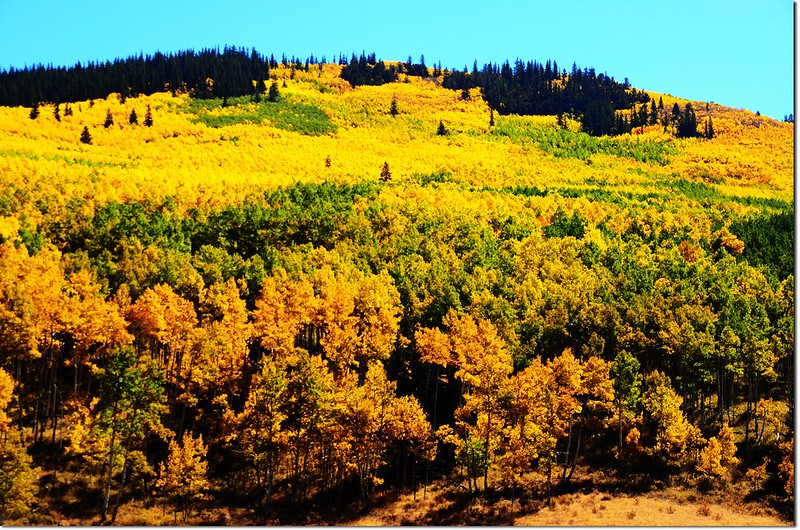 Fall colors at Kenosha Pass, Colorado (6)