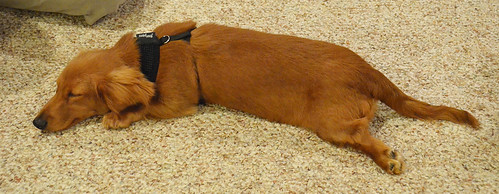 dog dogs animals puppy photography virginia photos young canine indoors va inside