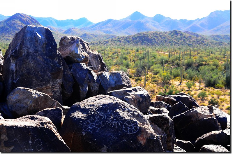 Signal Hill Petroglyphs, Saguaro National Park (West) 2