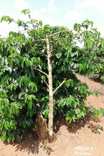 Afrika_Kenia_06_Karunguru_Coffee_Plantation_Dez_2015 _109