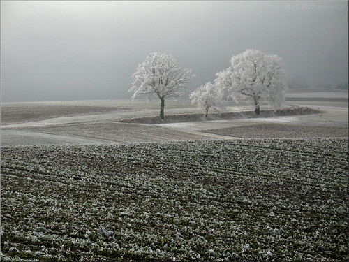 winter frost trees fog landscape switzerland feld acker