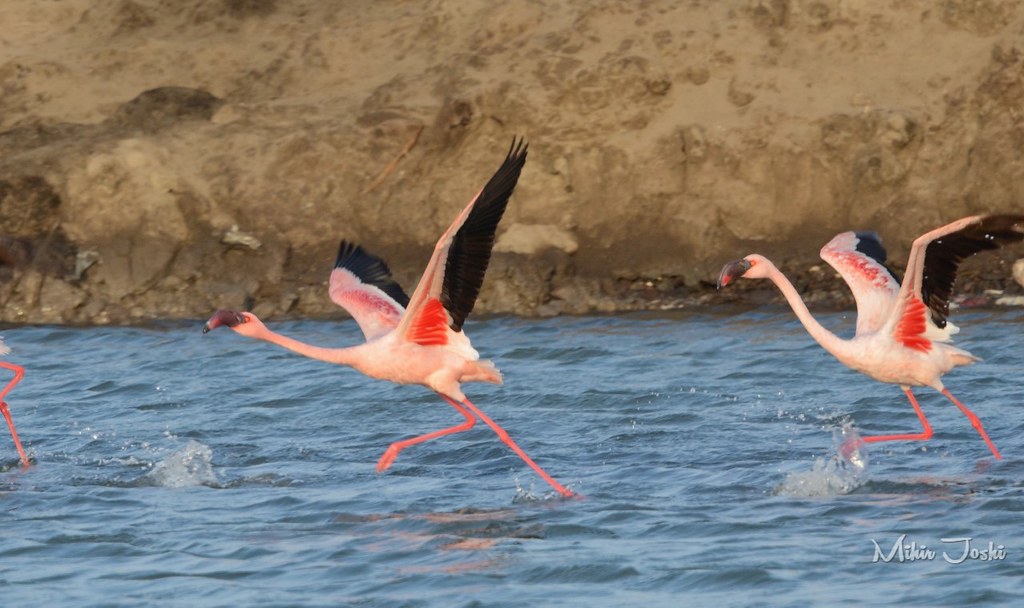Lesser Flamingo [Flamenco Enano]