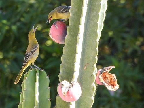 Hooded orioles eating cactus fruit.