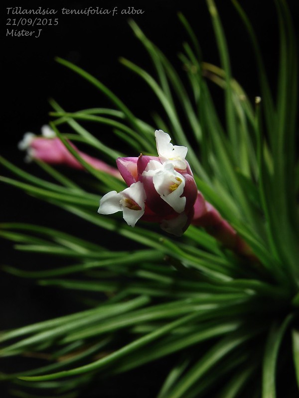 Tillandsia tenuifolia f. alba 21630010651_e460d80403_c