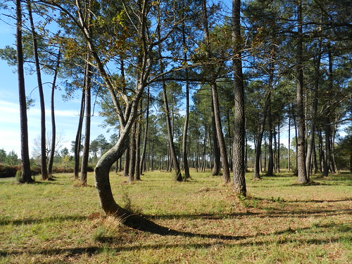 trees arbres chêne pinsmaritimes