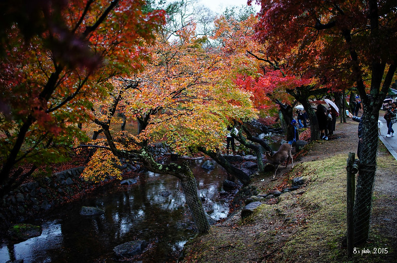奈良公園之楓