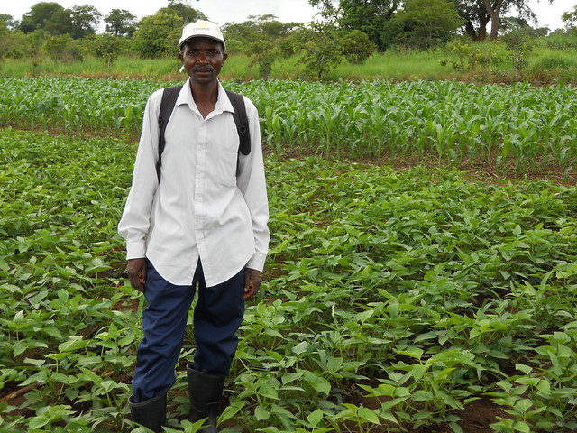 Mr. Richard Soko in his farm. He planted maize-cowpea rotation as part of his ongoing engagement in conservation agriculture Photo credit: CIMMYT