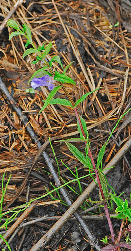 080713 2008 asterids lamiaceae lamiales mi marshskullcap scutellaria scutellariaepilobiifolia scutellariagalericulata seneynwr skullcap