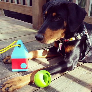 The Lapdogs are working on a #planetdog #dogtoy review... stay tuned to the blog to hear about the #buoy and #nooks #orbeetuff toys and more! #adoptdontshop #puppygram #instapuppy #dobermanpuppy #dobiemix #rescuedpuppiesofinstagram #puppyplaytime #puppylo