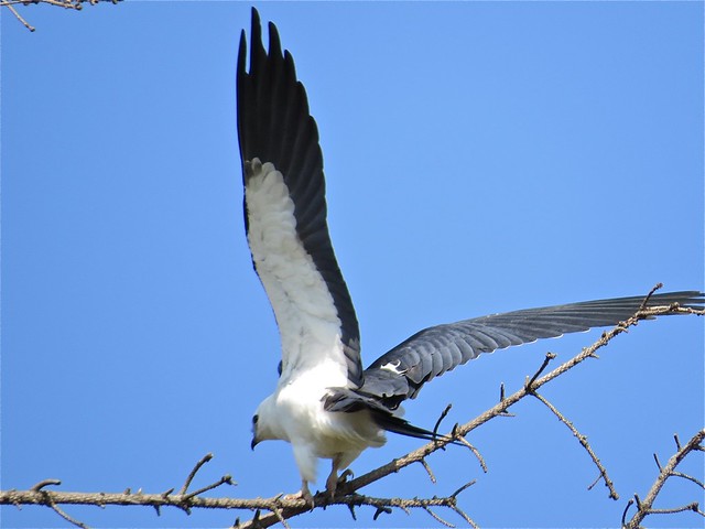 Swallow-tailed Kite in Champaign, IL 18