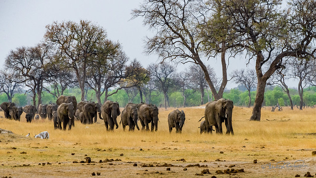 photo of elephants in zimbabwe