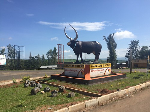 africa cow cattle rwanda longhorn nyagatare