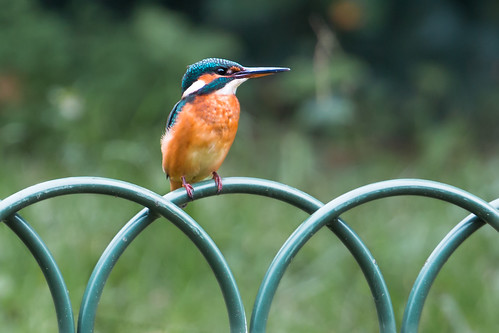 Urban Kingfisher