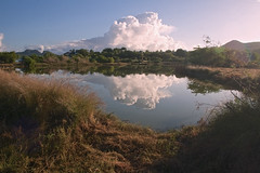 Mangrove Pond