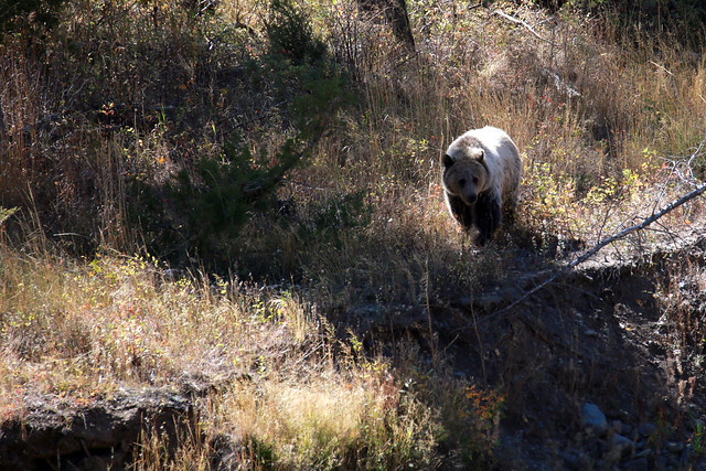 2015 9 28 - North Fork Grizzly - 9S3A7230