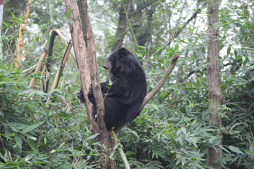 Wang Cai enjoys climbing in his enclosure 1