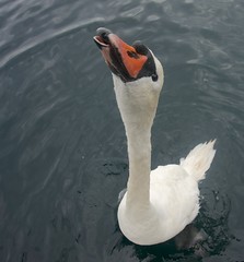 Gulbė nebylė (Cygnus olor)  Mute Swan –   DSC08705