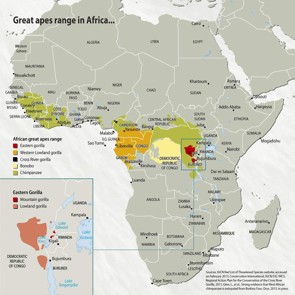 Great apes range in Africa | GRID-Arendal