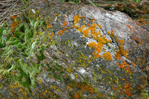 caloplaca lichen moss rock sanluisreservoirstaterecreationarea umbillicaria