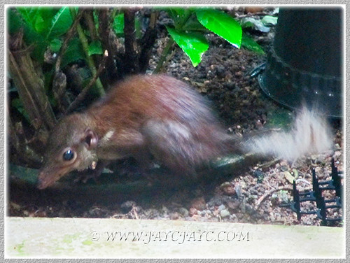 Squirrel seeking for food, July 8 2015