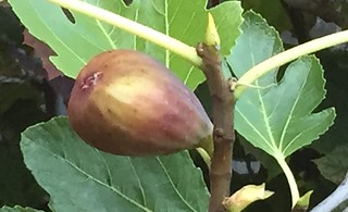 Fig-a-licious Fruit!