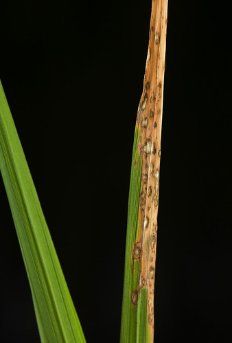 A diseased rice leaf infected with rice blast fungus