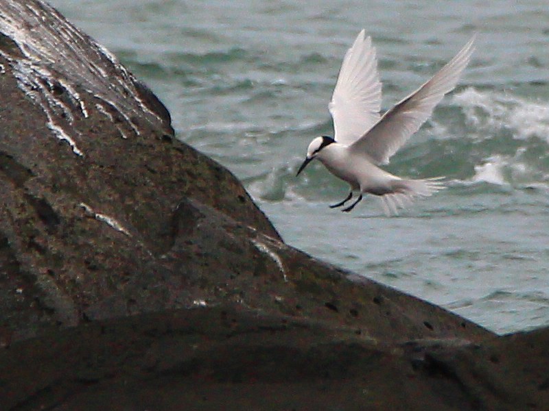 IMG_3367 蒼燕鷗 Black-naped Tern