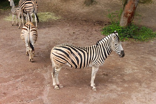 four zebras