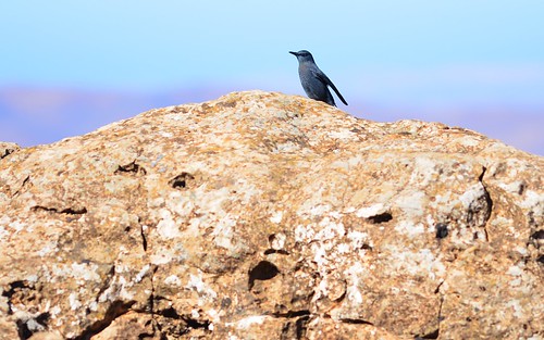 desktop birds animals morocco antiatlas featured bluerockthrush tagadirt ariounplateau