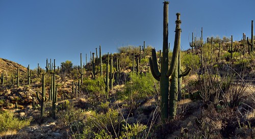 nikond800e saguaronationalpark saguaronationalparkrinconmountaindistricteast lookingsw day1 capturenx2edited colorefexpro desert desertlandscape sonorandesert saguaro cactus carnegieagigantea saguarocactus outside landscape nature sunny blueskies cactusacrossdesertlandscape desertplantlife intermountainwest southwestbasinsandranges southeastarizonaranges huachucaarea rinconmountains mountains mountainsindistance mountainsoffindistance hillsides cactusforestscenicloopdrive cactusforestdrive roadsidestop arborescenttreelikecactus project365 engelmanspricklypearcactus opuntiaengelmannii arizona unitedstates