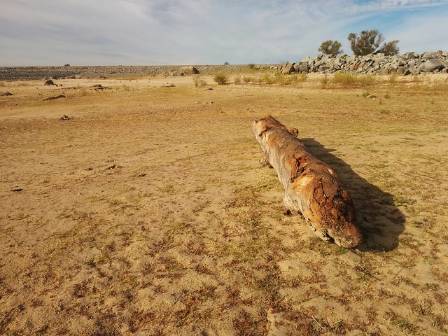 A piece of driftwood in the dried up lake bed of Folsom Lake.