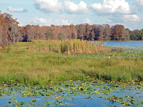 trees lake water grass scenery florida cattails spanishmoss inverness aquaticvegetation
