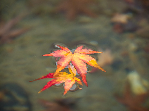 floating autumn leaves