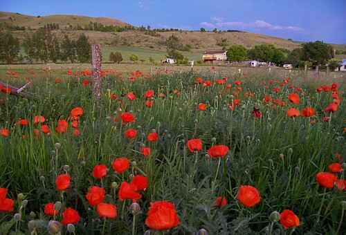 trees sky flower field rural landscape utah hill richmond valley poppy poppies cache