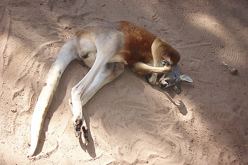 Sleepy Red Kangaroo