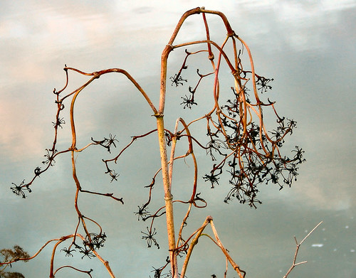 silhouette dead weed orleans indiana orangecounty cowparsley citylake