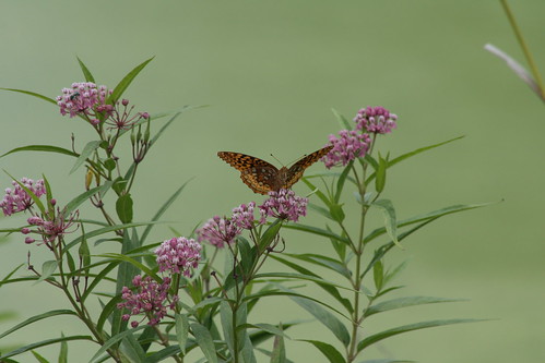 flower butterfly nebraska bokeh omaha omahazoo wildlifesafari interestingness291 i500