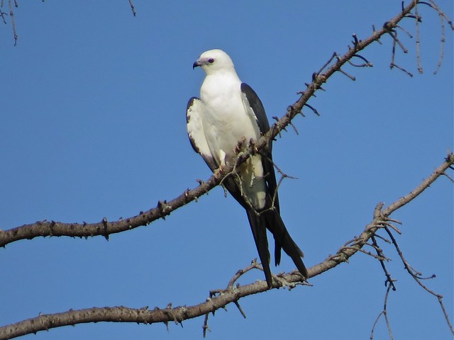 Swallow-tailed Kite in Champaign, IL 01